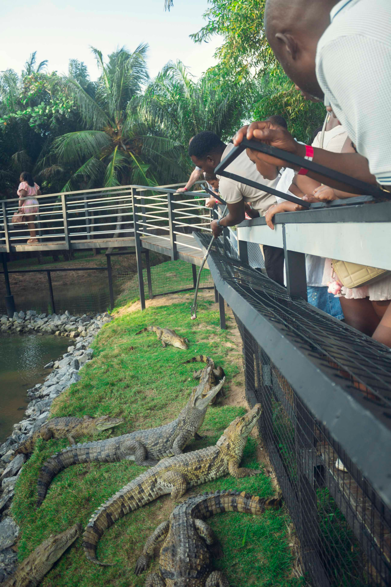 Guests watching crocodiles being fed